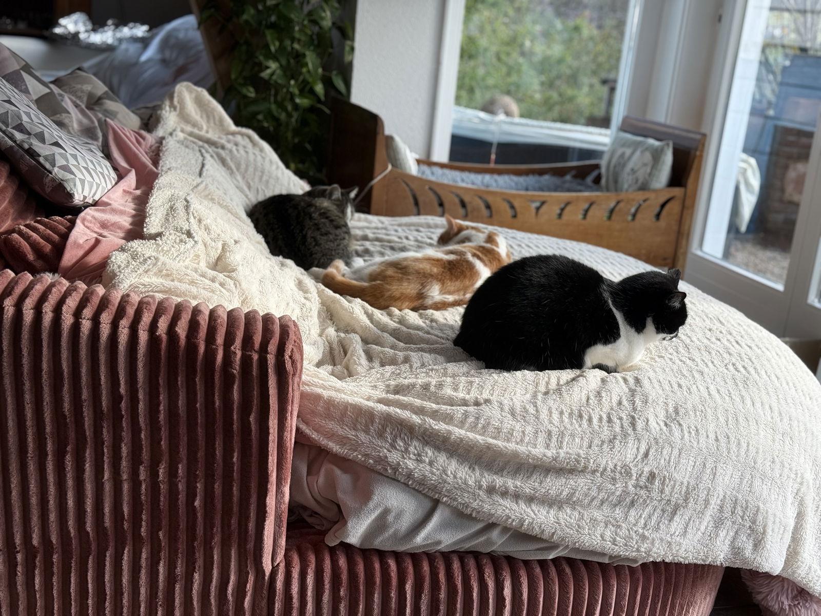 Coliving Wolschwiller 646750