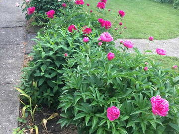 Chambre Chez L'habitant Guelph 250433-6