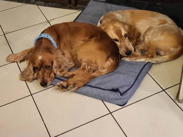 Chambre Chez L'habitant Liège 264892-11