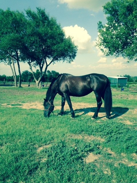 Gastgezin McKinney 161749