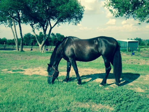 Gastgezin McKinney 161749-3