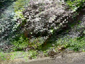 Gastfamilie Vuadens 374523-10