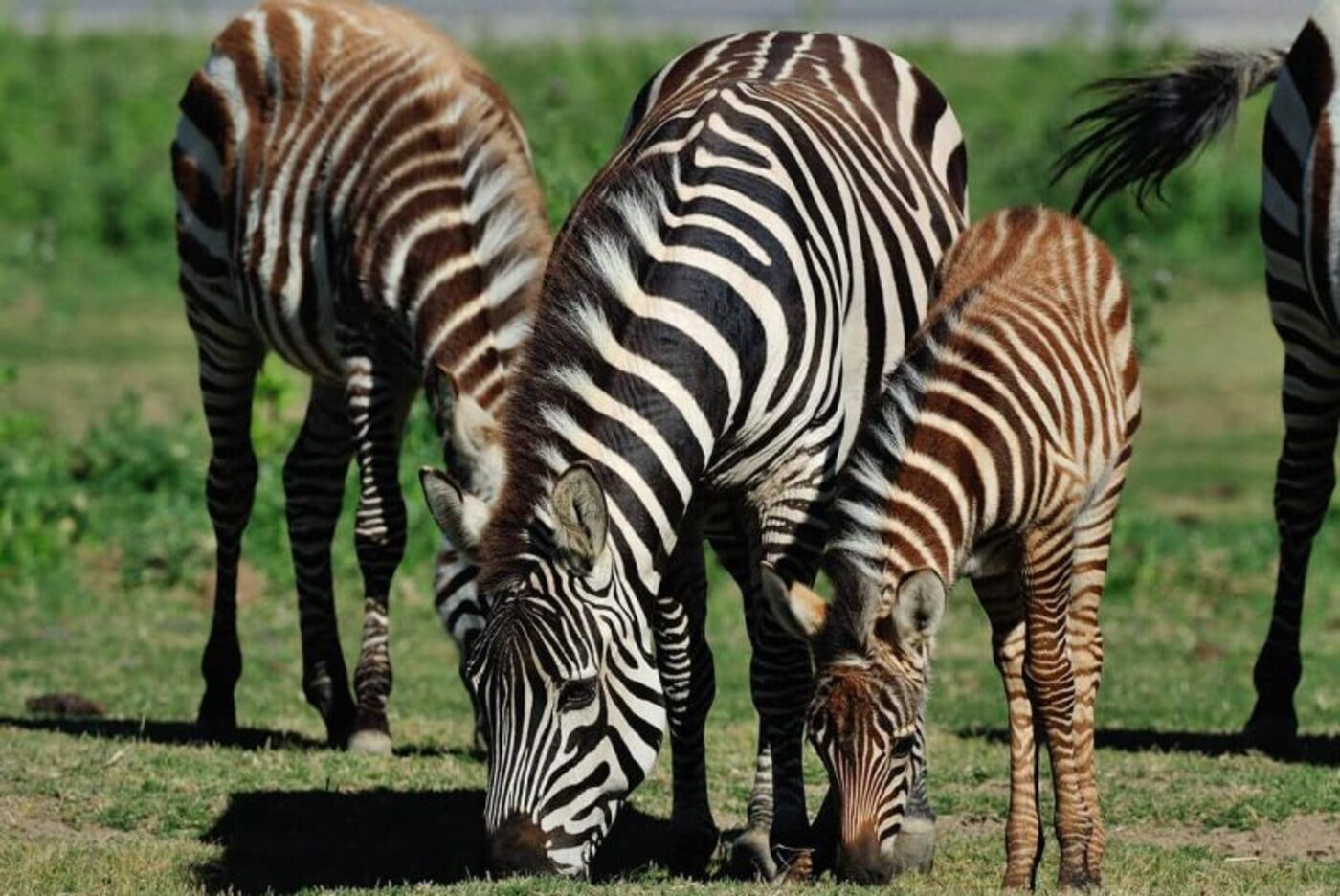 Ganz Haus Port-la-Nouvelle 70832