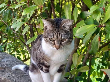 Gastfamilie Alès 264216-24