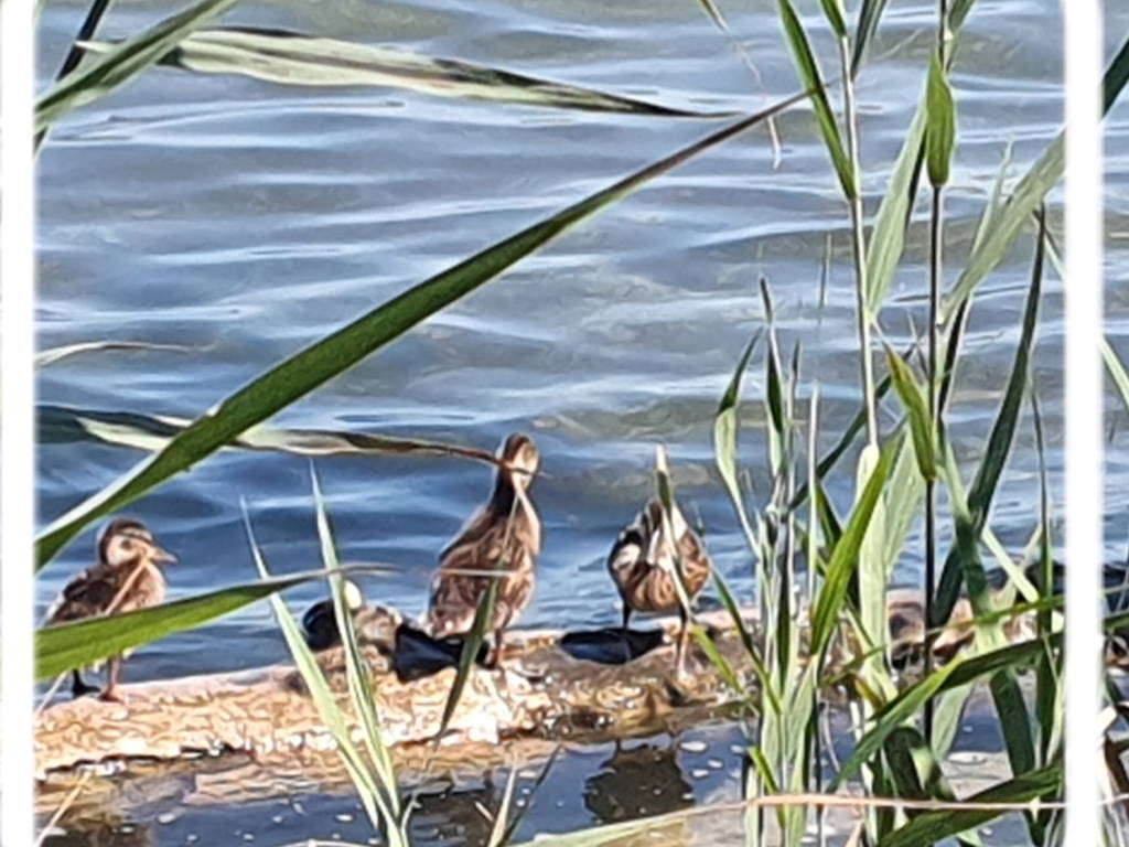 Famiglia Cheyres-Châbles 583121-1