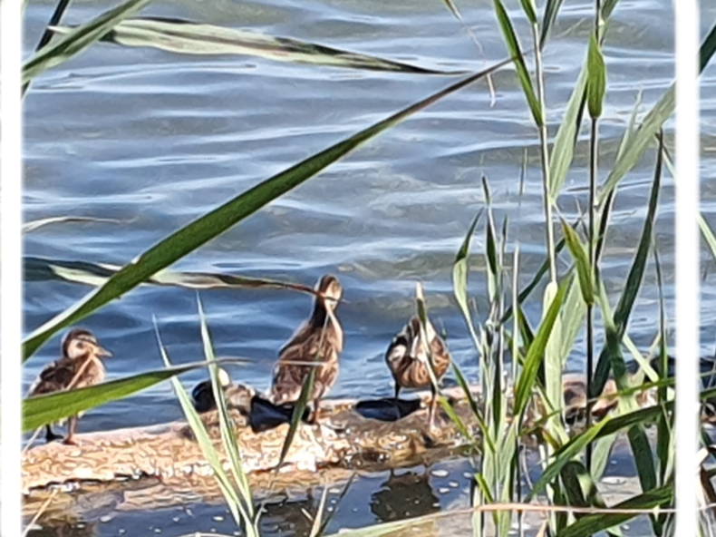 Chambre Chez L'habitant Cheyres-Châbles 583121-1