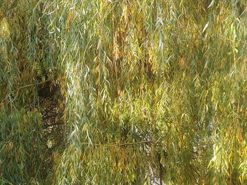 Chambre Chez L'habitant Cheyres-Châbles 583121-12