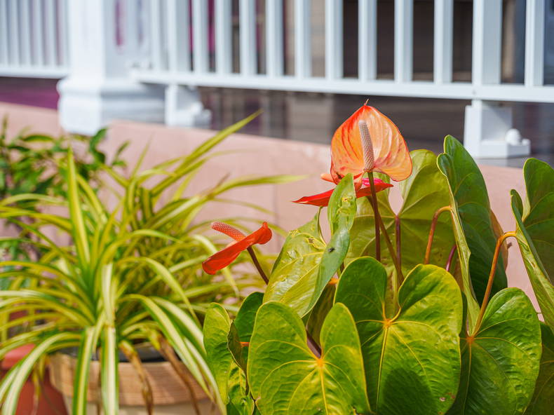 Toda La Casa Ste Suzanne 251678-2