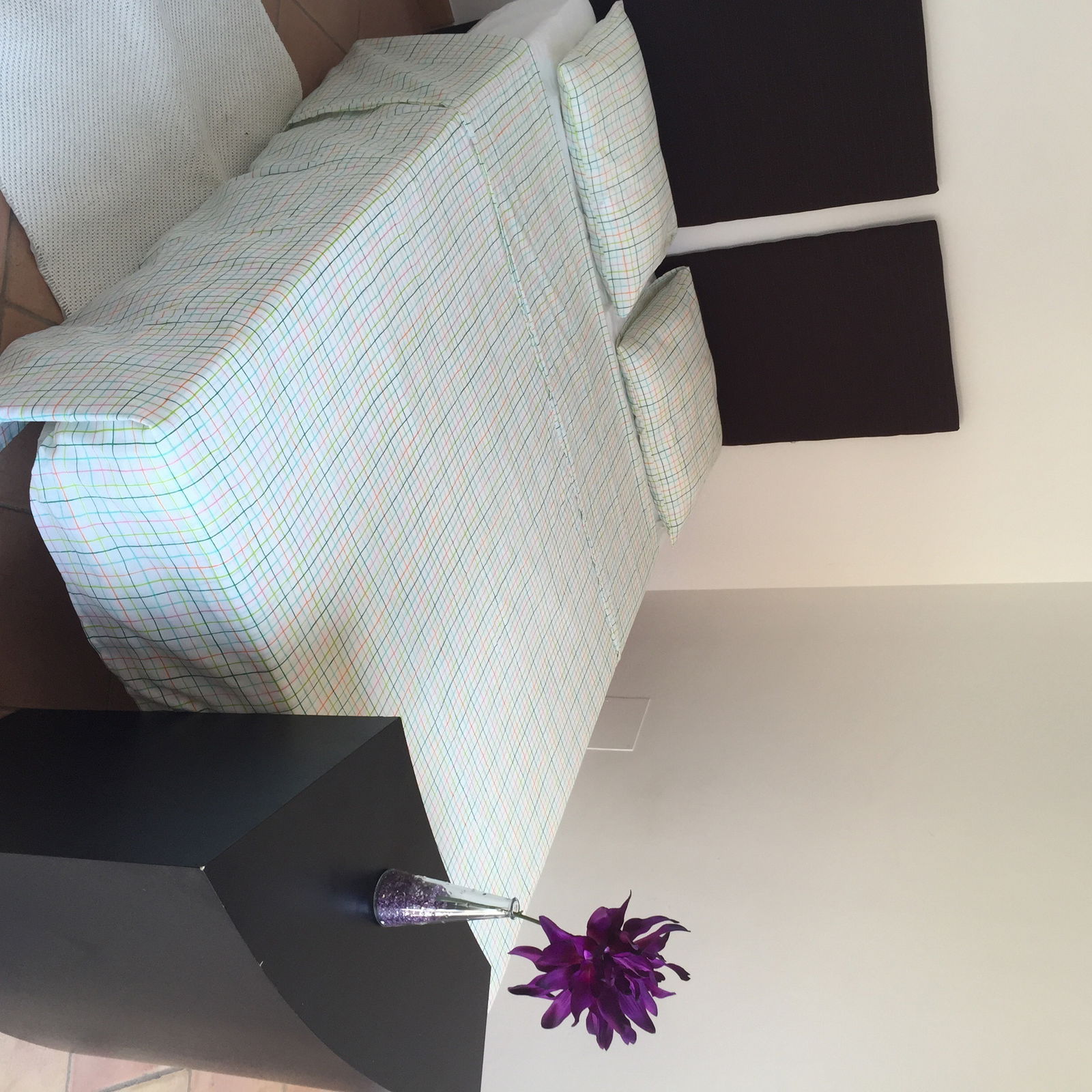 Kolokasie Palma 114072