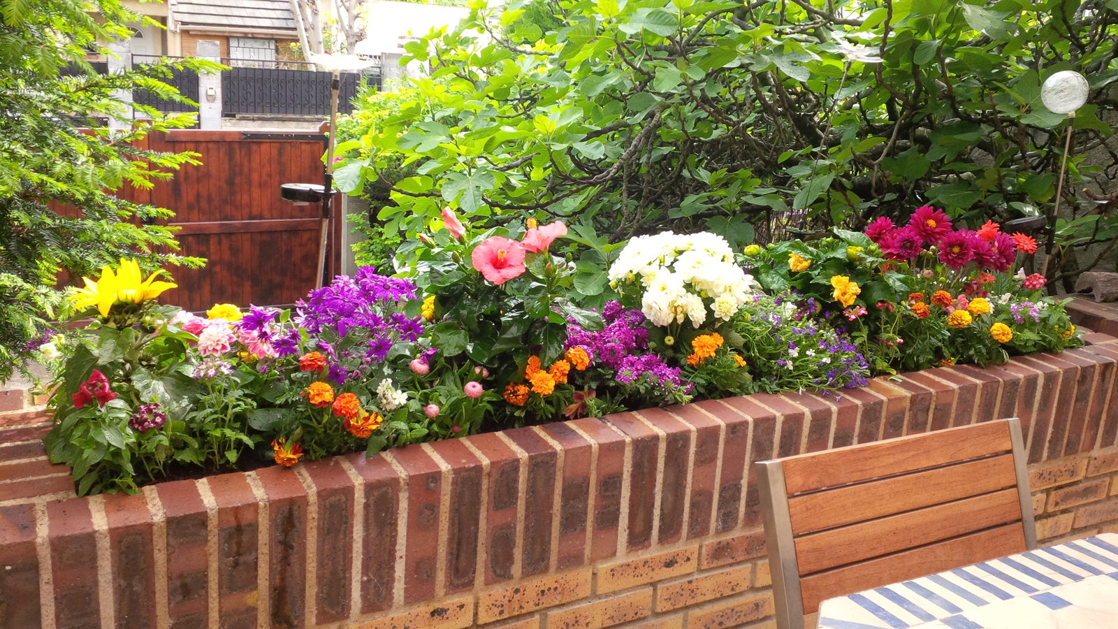 Kolokasie Bondy 106753