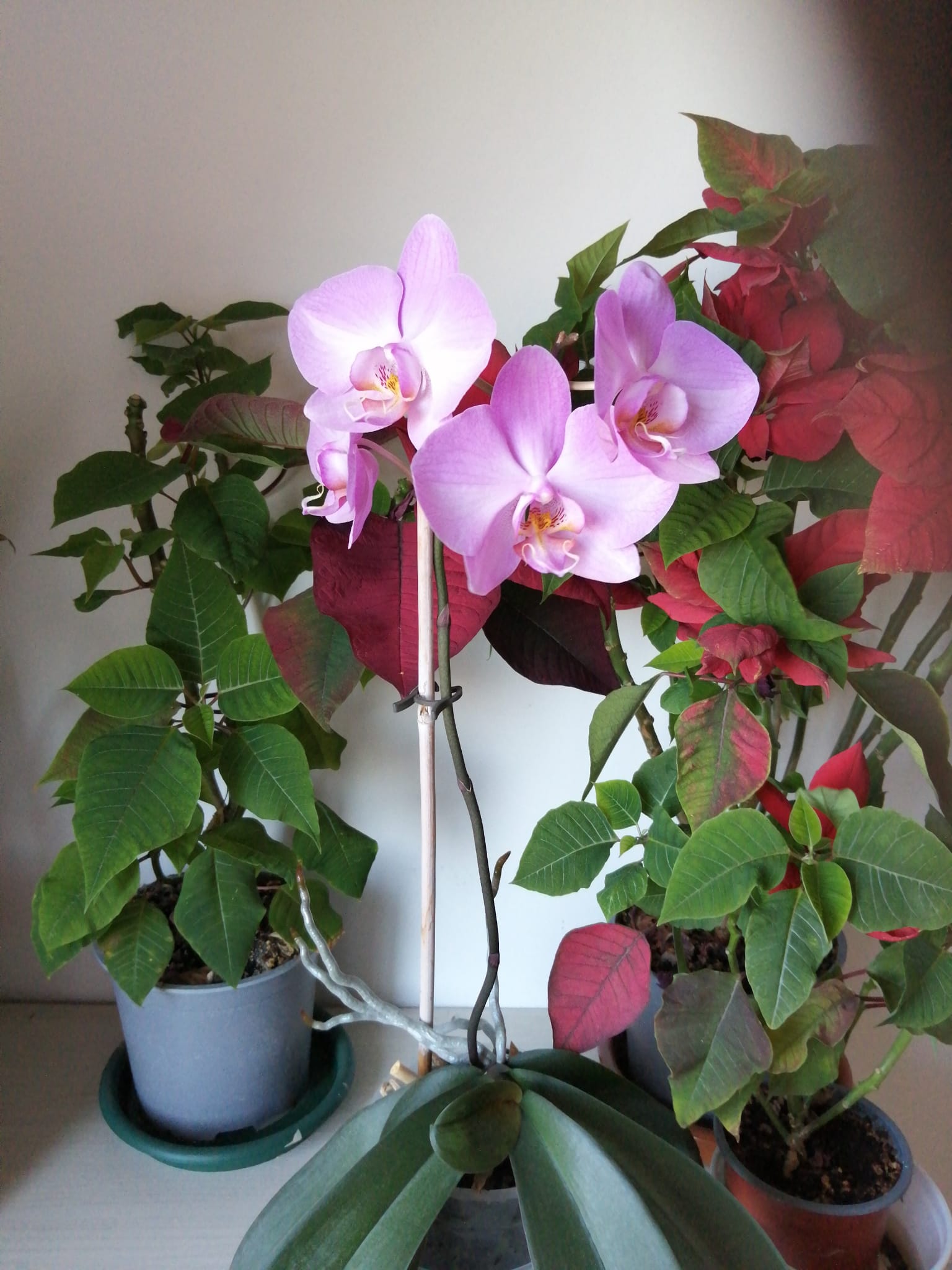 Homestay Barcelona 264538