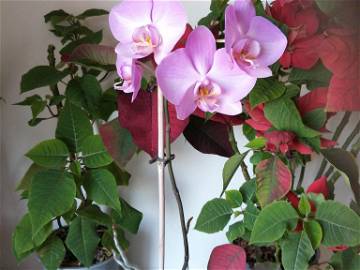 Homestay Barcelona 264538-7