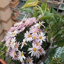 Homestay Barcelona 249479