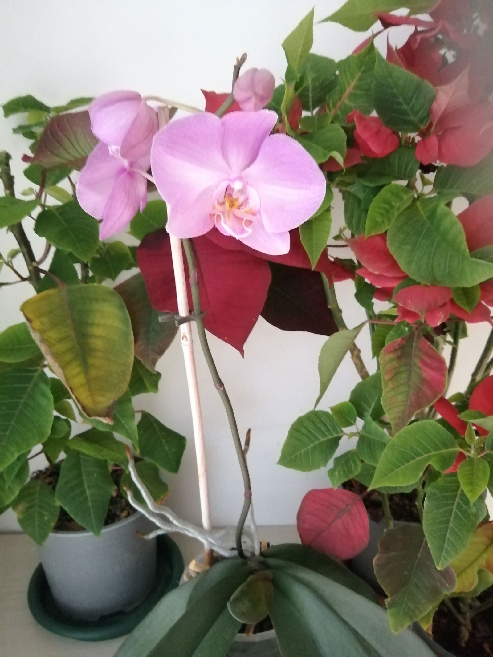 Homestay Barcelona 266955