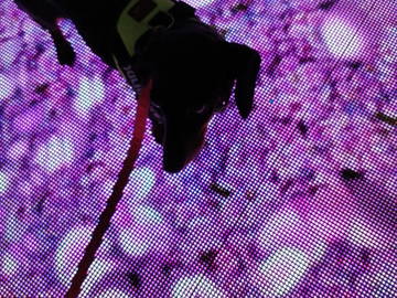 Chambre Chez L'habitant Barcelona 266955-12