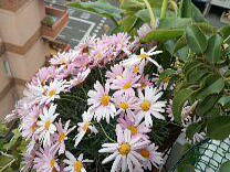 Gastfamilie Barcelona 377956-5