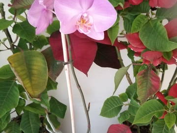 Homestay Barcelona 377956-8