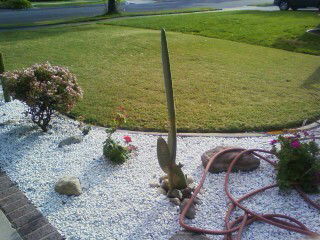 Quedarse En Casa Glendora 189291