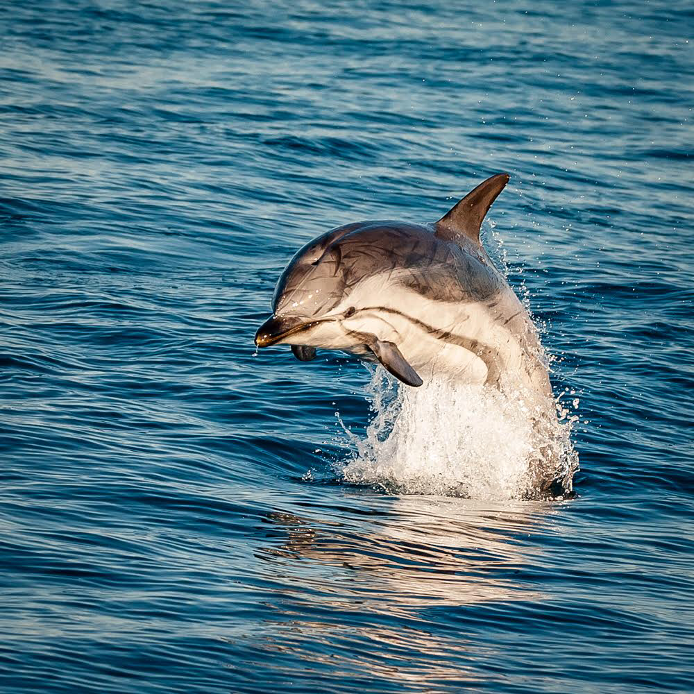 Chambre Chez L'habitant Hyères 145904