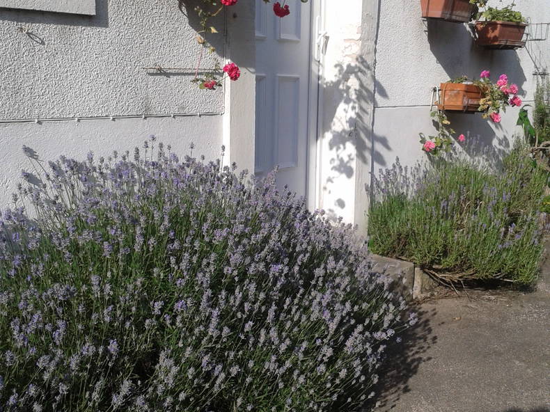 Quedarse En Casa Dijon 15374-5