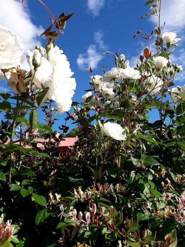 Chambre Chez L'habitant Montpellier 166015