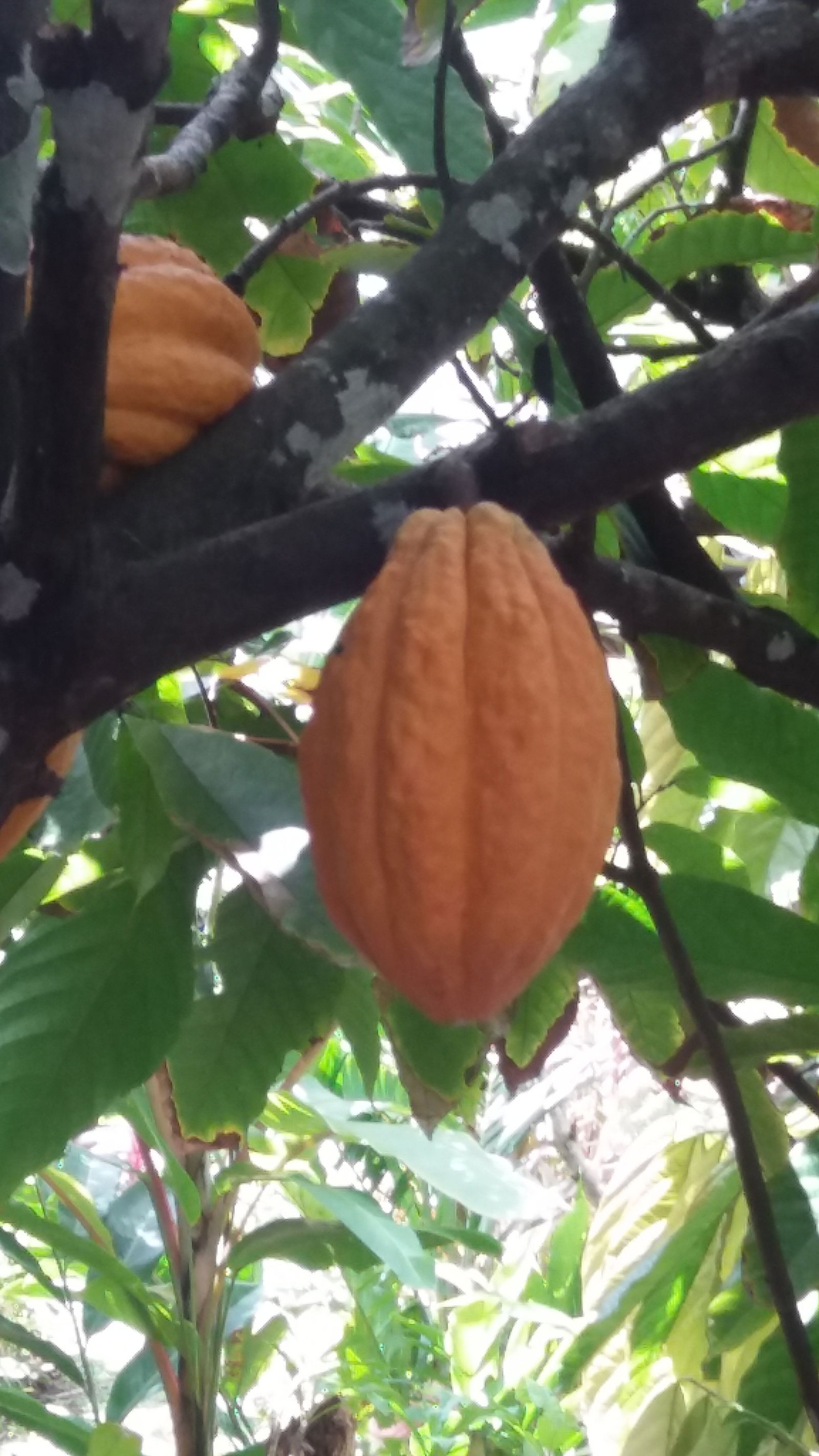 Casa Inteira Bas Vent 180962