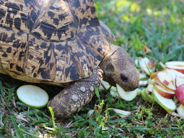 Logement Entier Undefined 224240-20