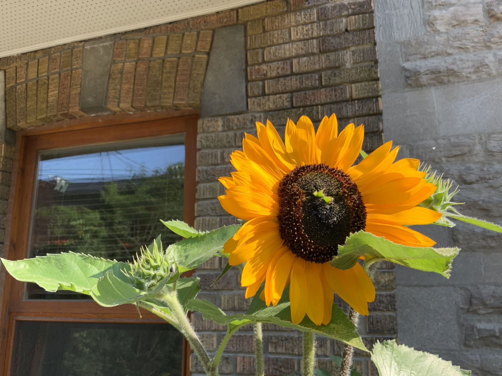 Niezależne Studio Montréal 426047