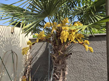 Gesamte Unterkunft zur Miete in Champigny-Sur-Marne - Foto 42 : Garten-42
