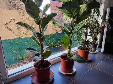 Logement Entier Weyer 268395-14