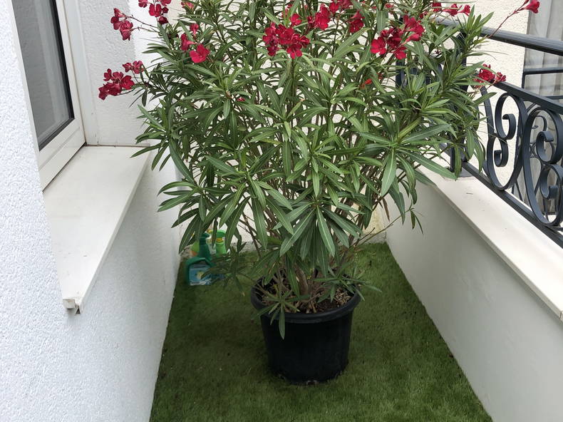 Quedarse En Casa Boulogne-Billancourt 252261-1