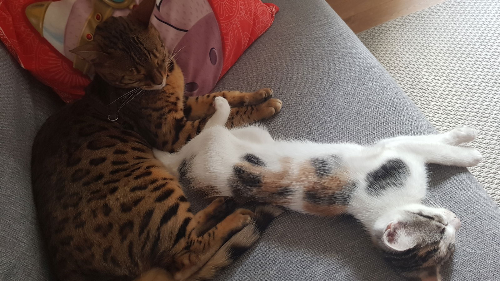 Colocación Paris 196961