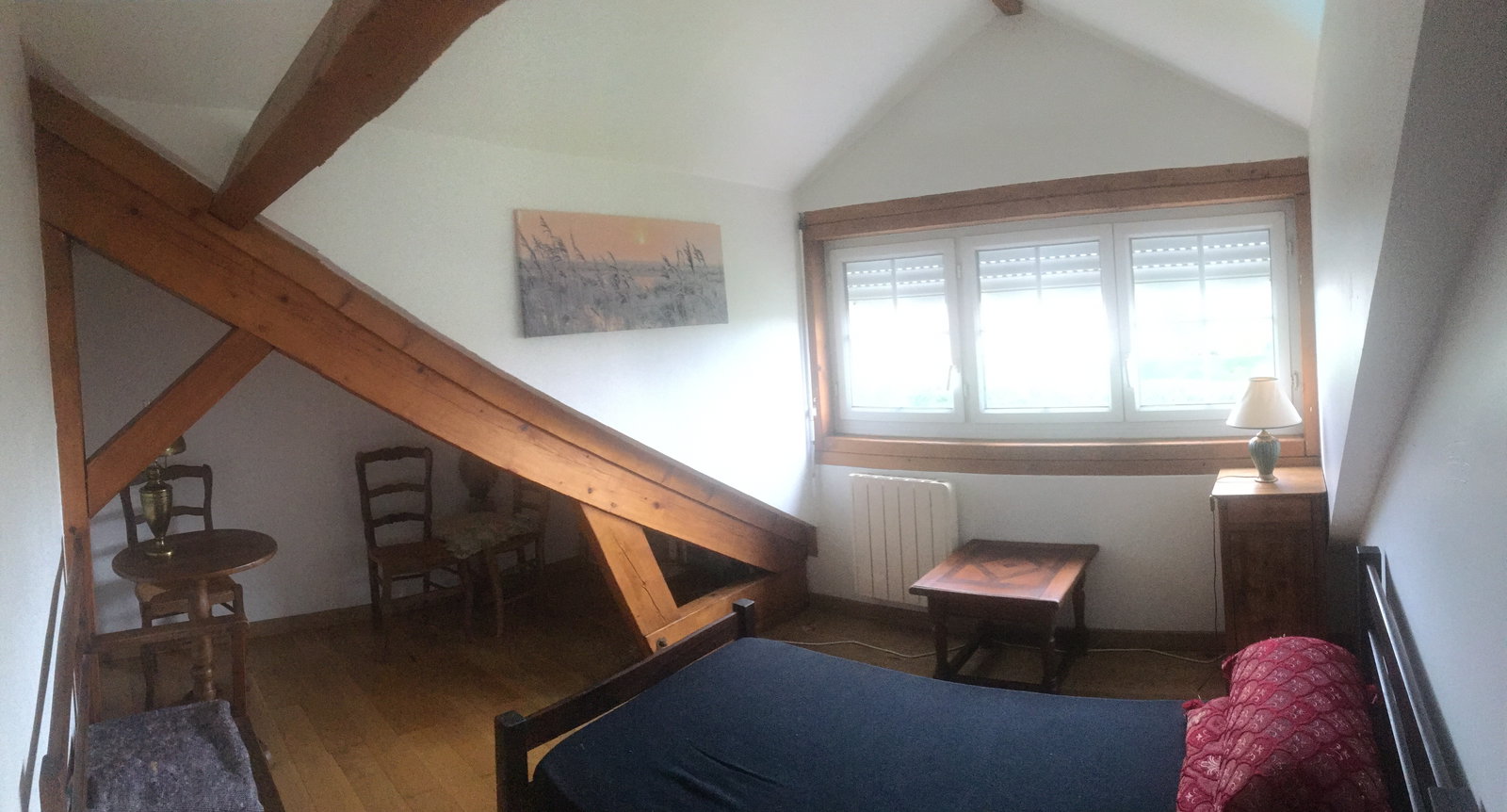 Kolokasie Frontonas 658843