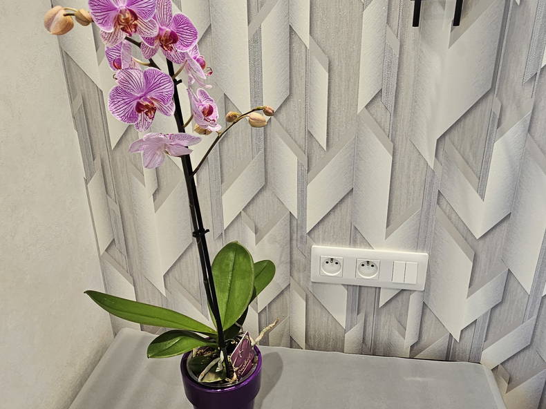 Toda La Casa Hœnheim 261888-3