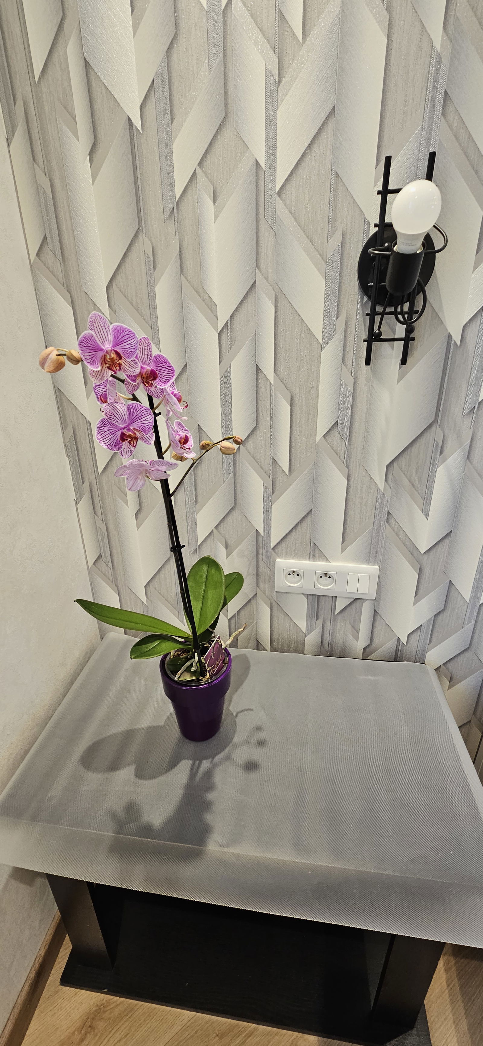 Tutta La Casa Hœnheim 261888