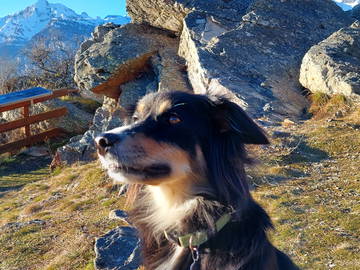 Famiglia Arbaz 663803-5