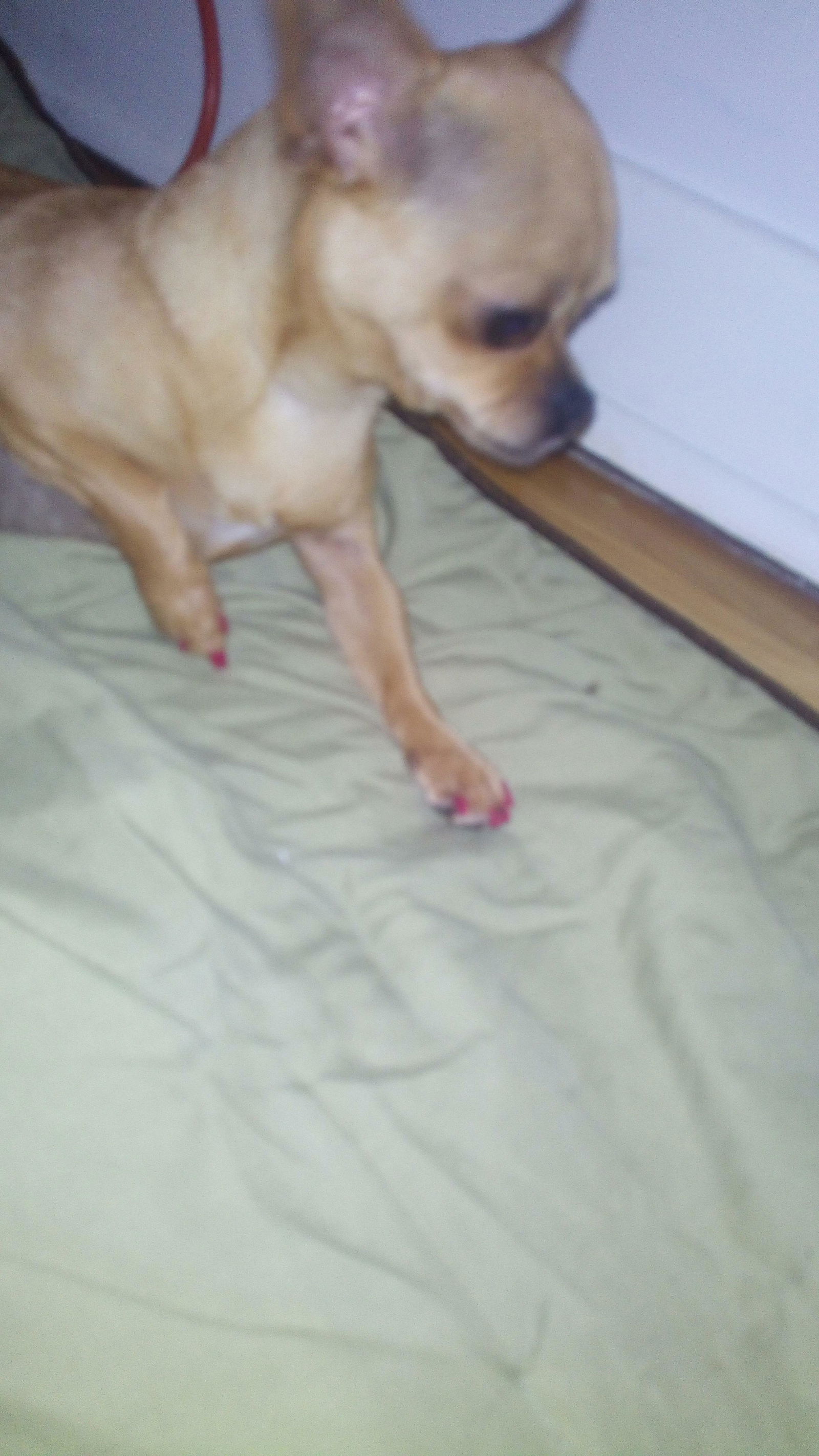 Gastfamilie Montréal 212292