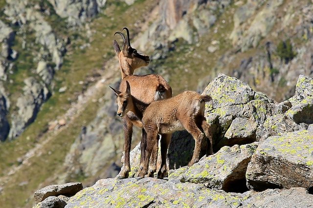 Niezależne Studio Cervières 58494