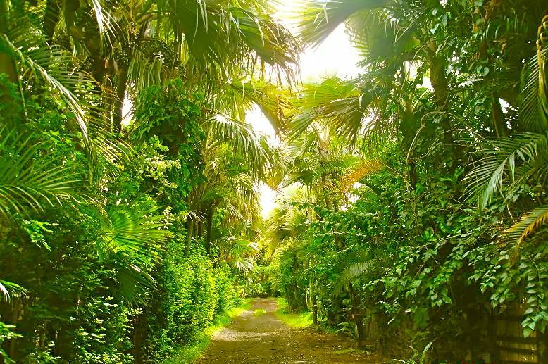 Logement Entier Saint-Pierre 228506