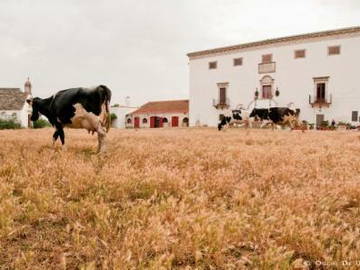 Chambre D'hôte Undefined 190242-7