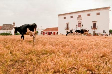 Niezależne Studio undefined 251601