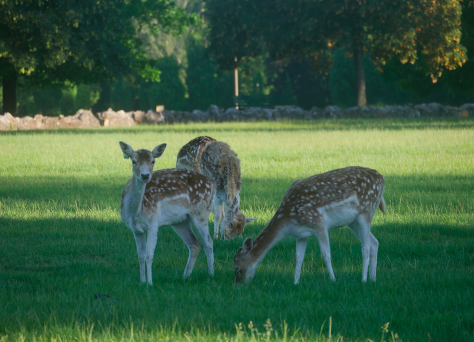 Gastfamilie Lyon 363267