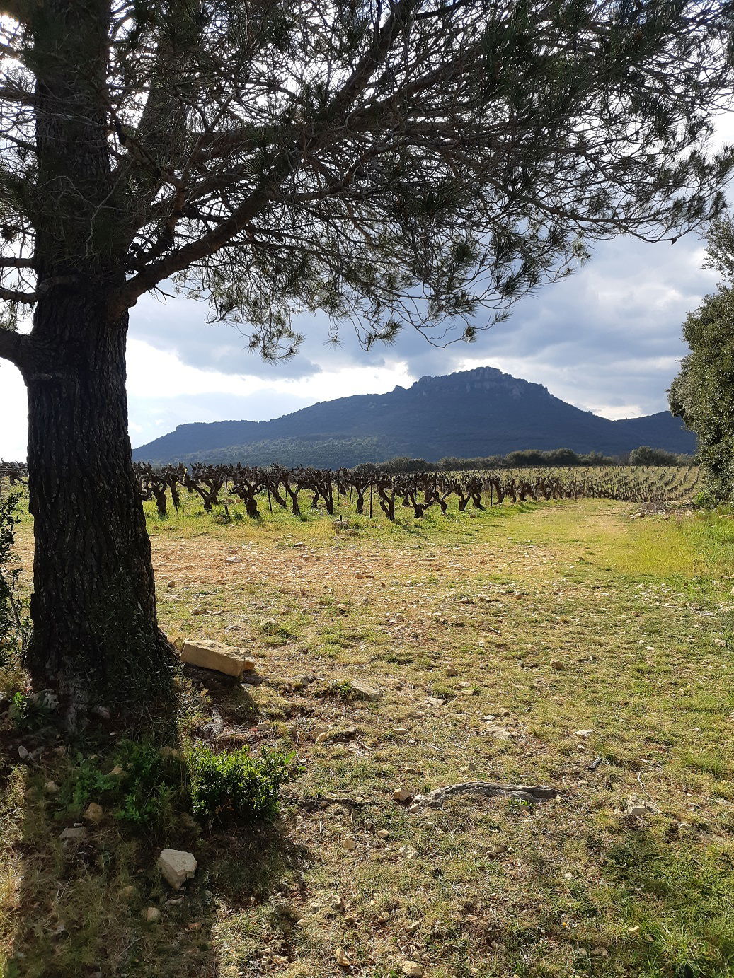 Homestay Arboras 252245