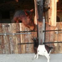 Gastfamilie Mouchamps 252596