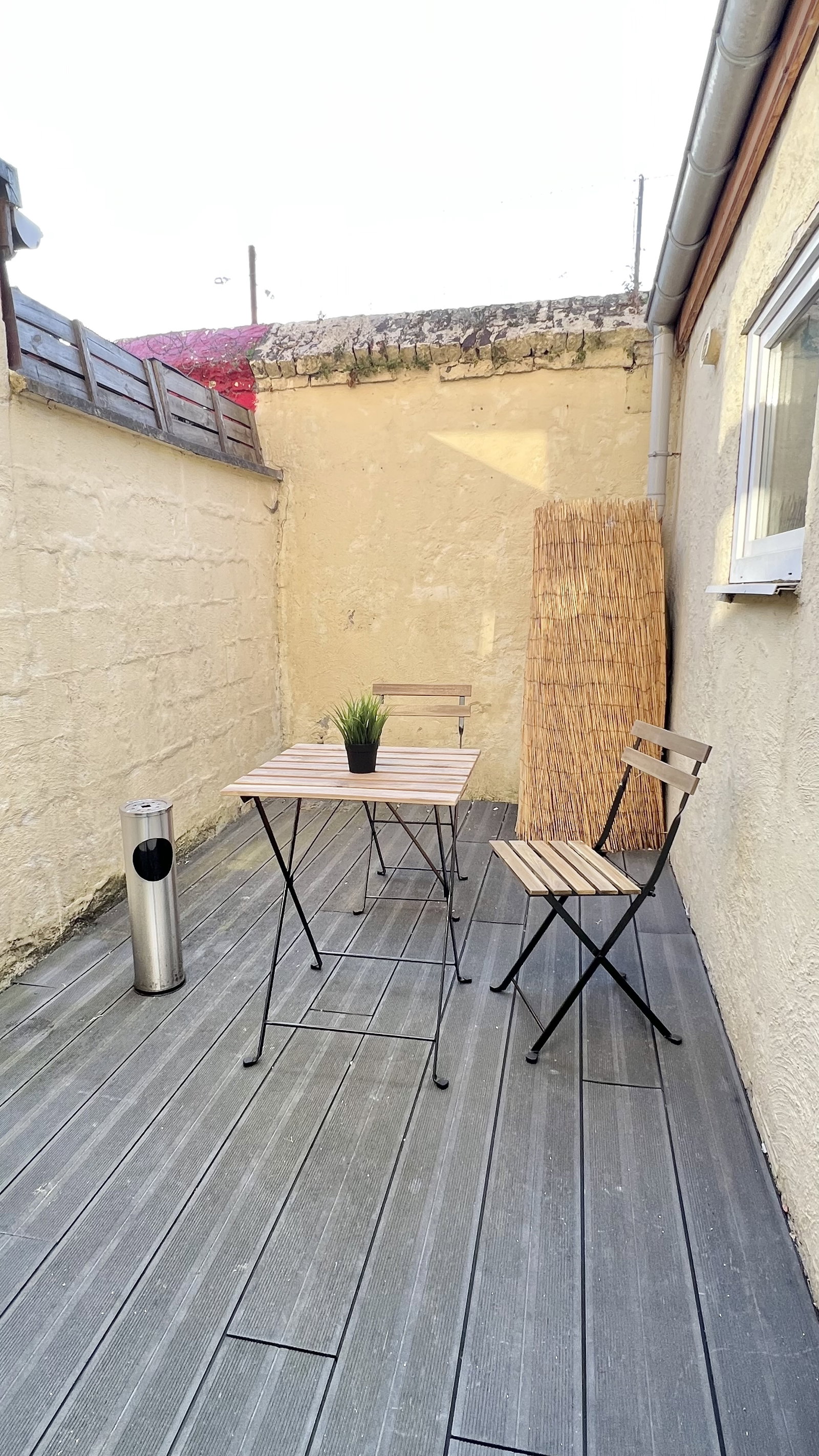 Kolokasie Croix 610347