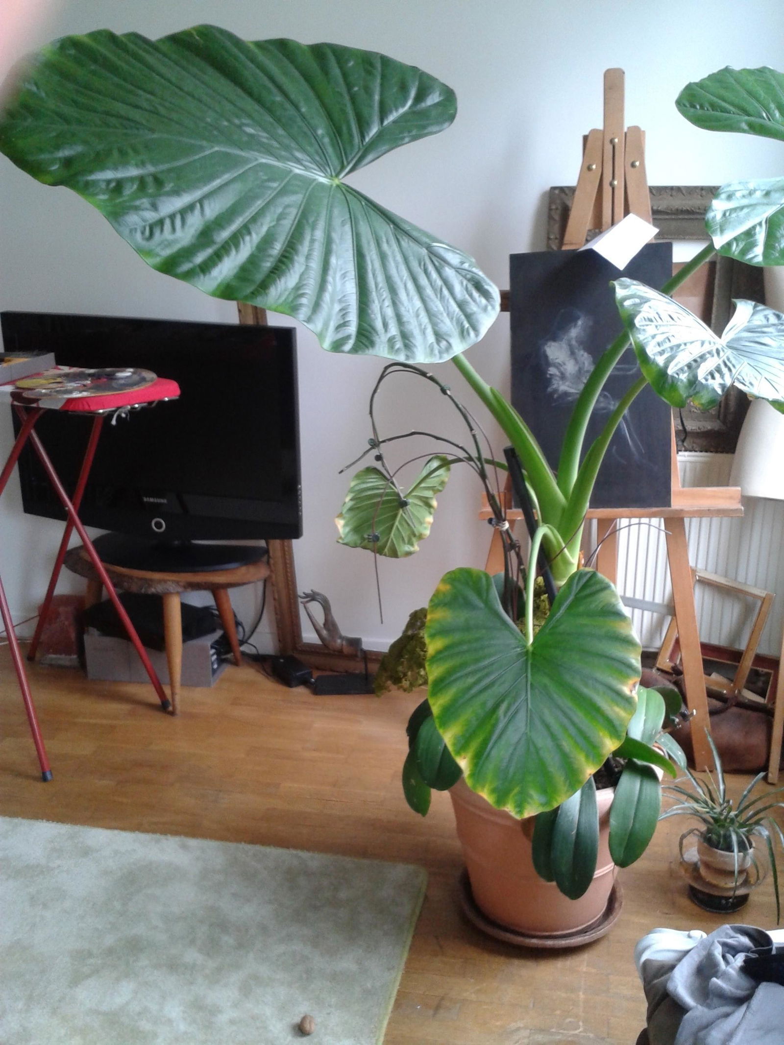 Hemvistelse Paris 165611