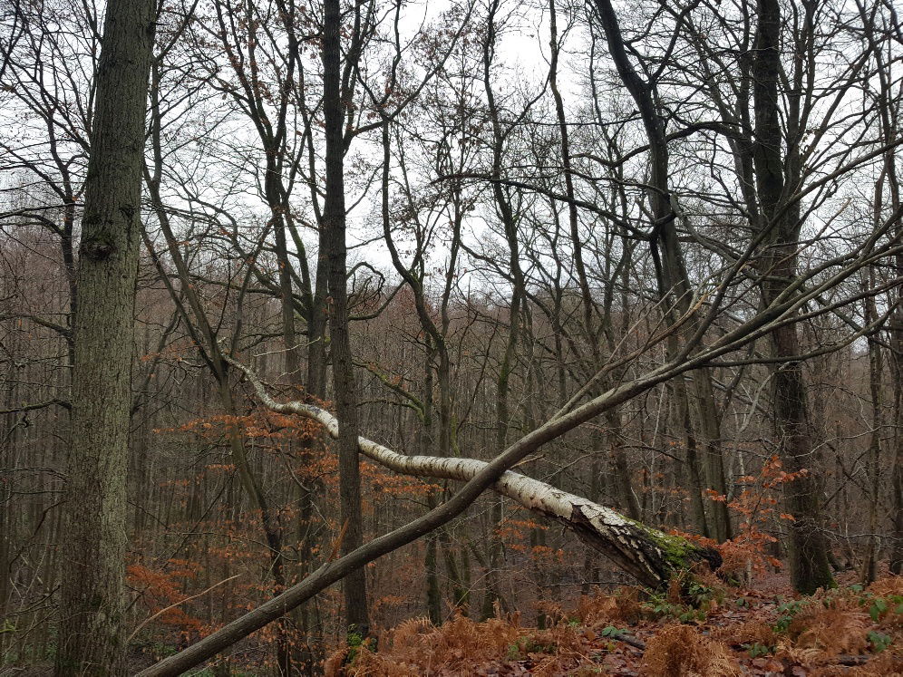 Gastfamilie Plaisir 233581