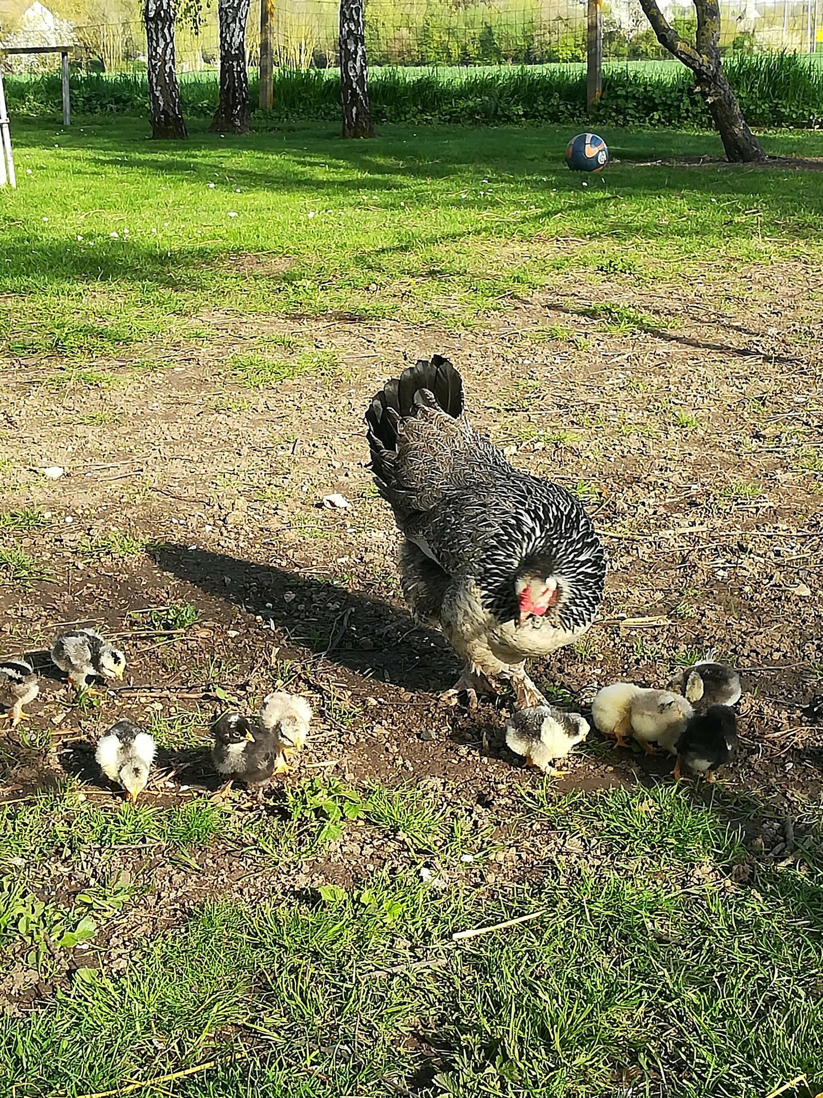 Gastfamilie Baccon 225300