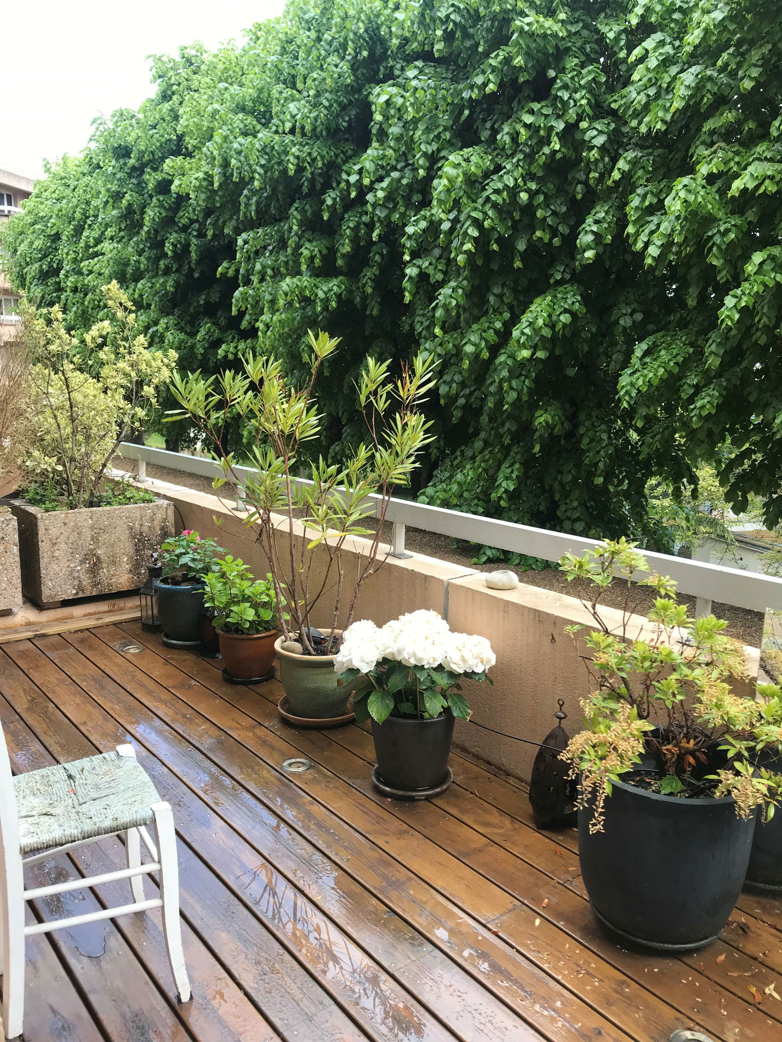 Gastfamilie Saint-Germain-en-Laye 222657