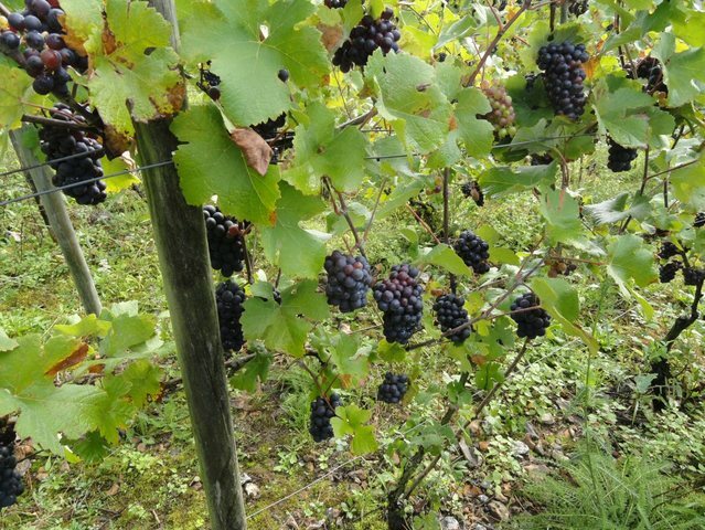 Camere Per Gli Ospiti Auneuil 13237